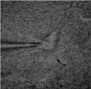 Single cell from the CA1 area of the hippocampus visualized under a DIC infrared microscope using a whole-cell configuration. tpub010_fig2